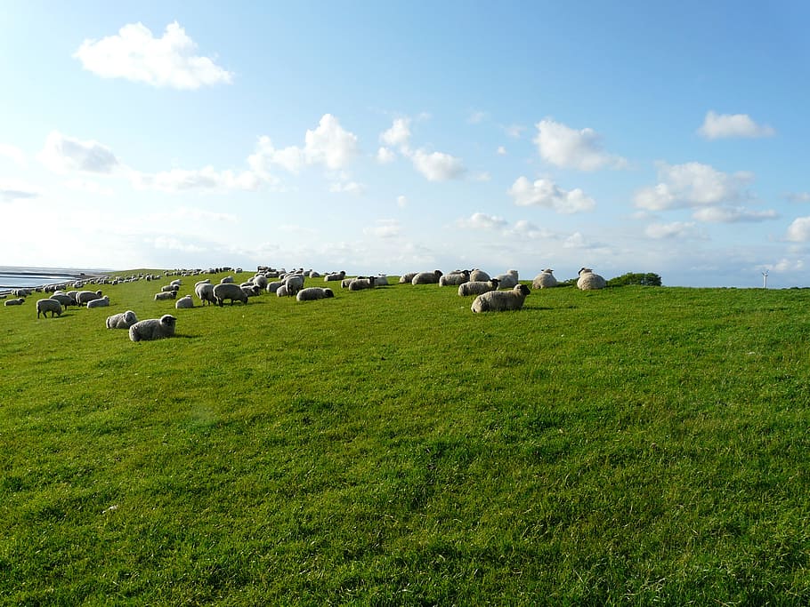 Rhön, Sheep, Flock, Group, Rest, rhön sheep, flock of sheep, HD wallpaper