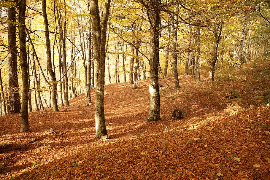 autumn, leaves, trees, nature, fall, leaf, yellow, season, color HD wallpaper