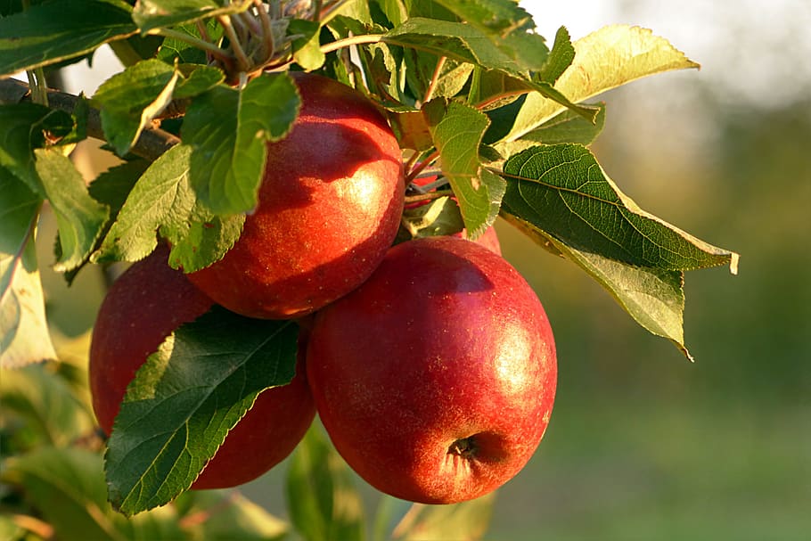 selective focus photo of red fruits, apple, malum, healthy, apple tree, HD wallpaper