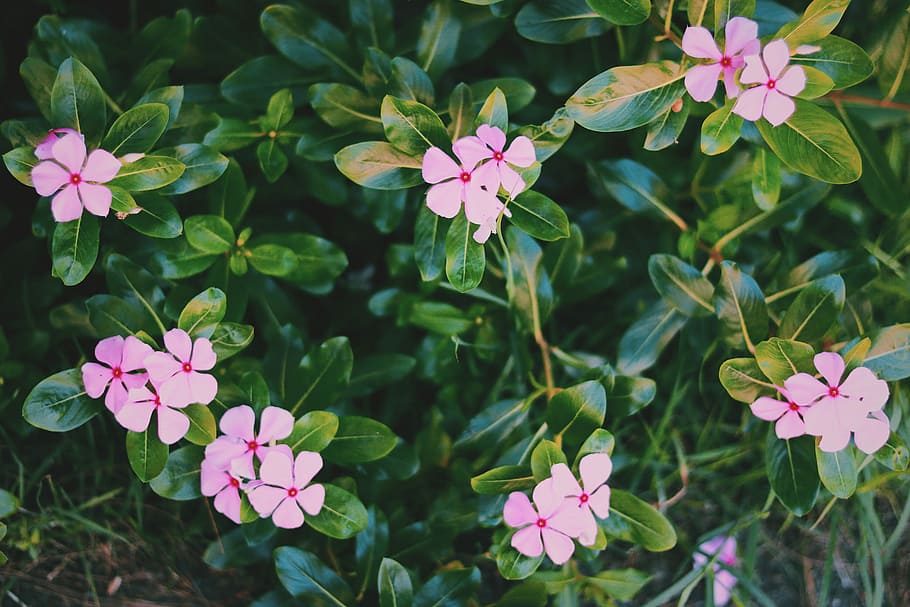 bloomed pink petal flowers, nature, plant, summer, flower Head HD wallpaper