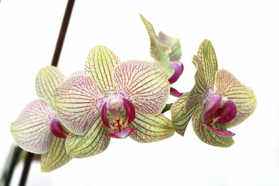 selective focus photography of green-and-purple moth orchid flowers HD wallpaper