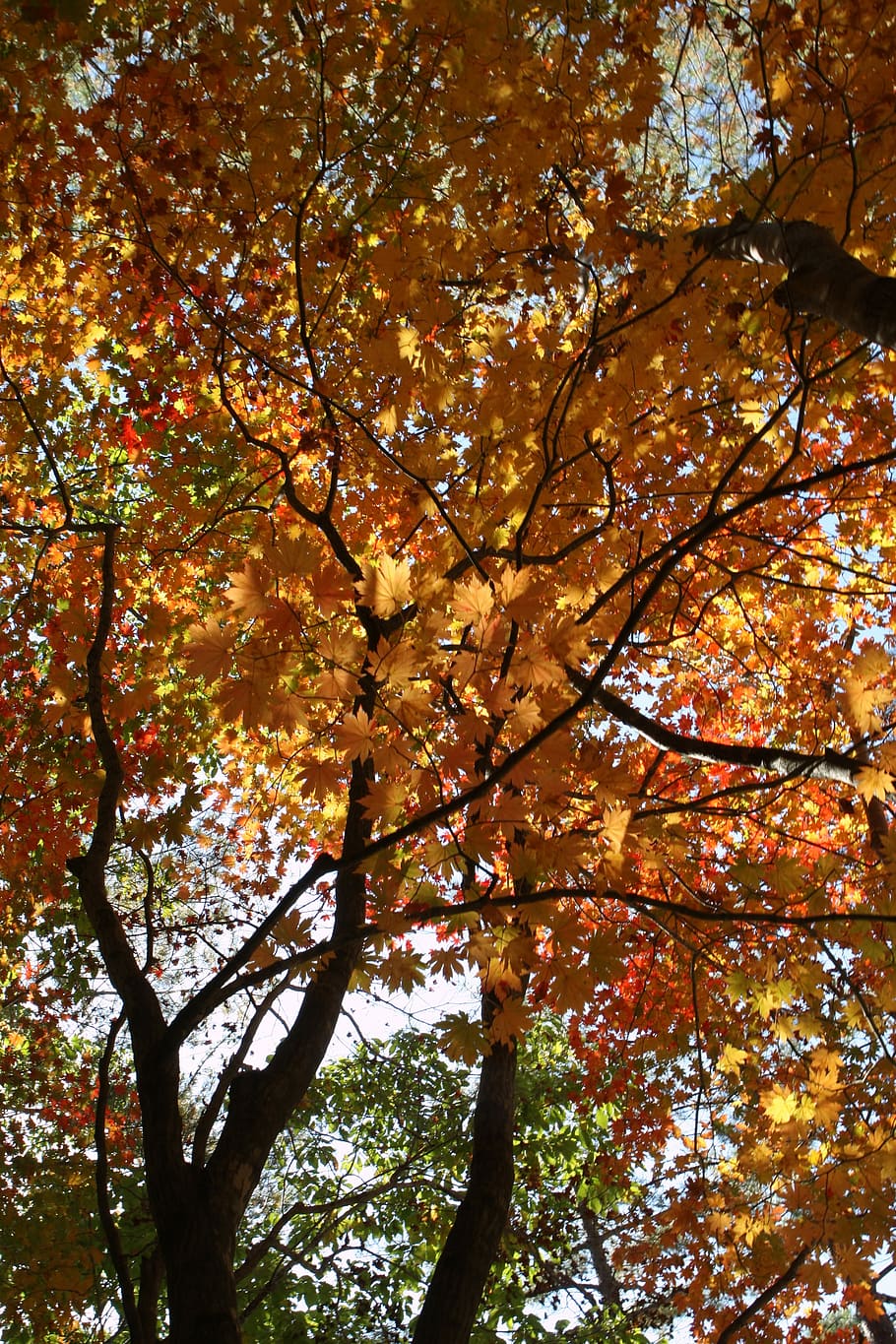 Mt Seoraksan, Fall Foliage, autumn leaves, tree, leaf, change, HD wallpaper