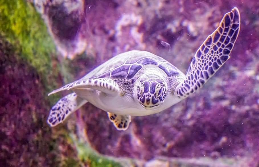 black sea turtle, swimming, underwater, nature, tropical, marine HD wallpaper