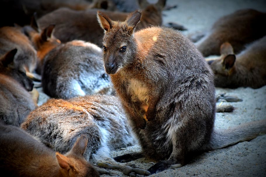 kangaroo, purse, zoo, mammal, animal wildlife, group of animals HD wallpaper