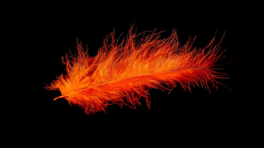 orange feather, bird feather, colorful, tender, fine, airy HD wallpaper