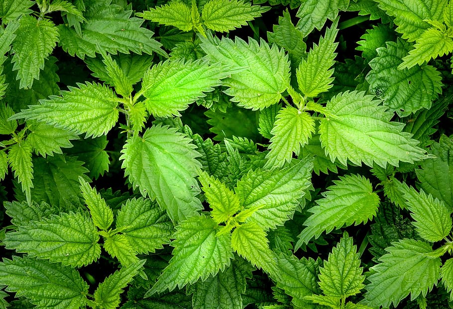 close up photography of ovate leaves, nettle, green, weed, burn, HD wallpaper