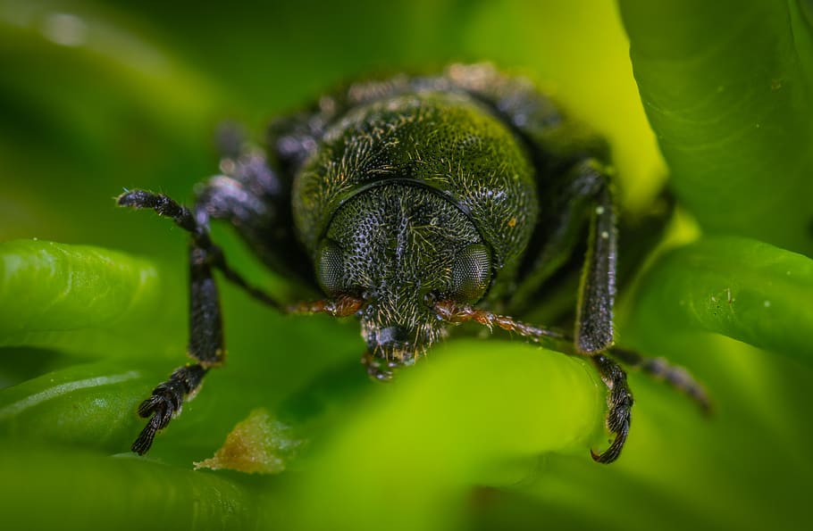 macro, beetle, insect, animal themes, animals in the wild, animal wildlife HD wallpaper