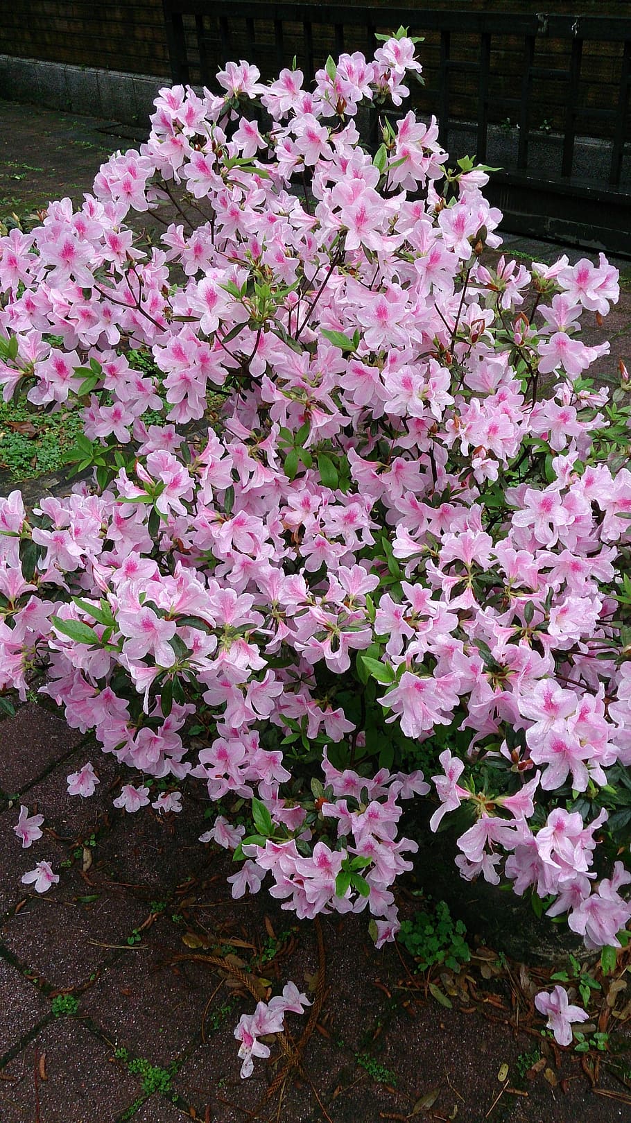 rhododendron, gardening, spring, flowering plant, pink color HD wallpaper