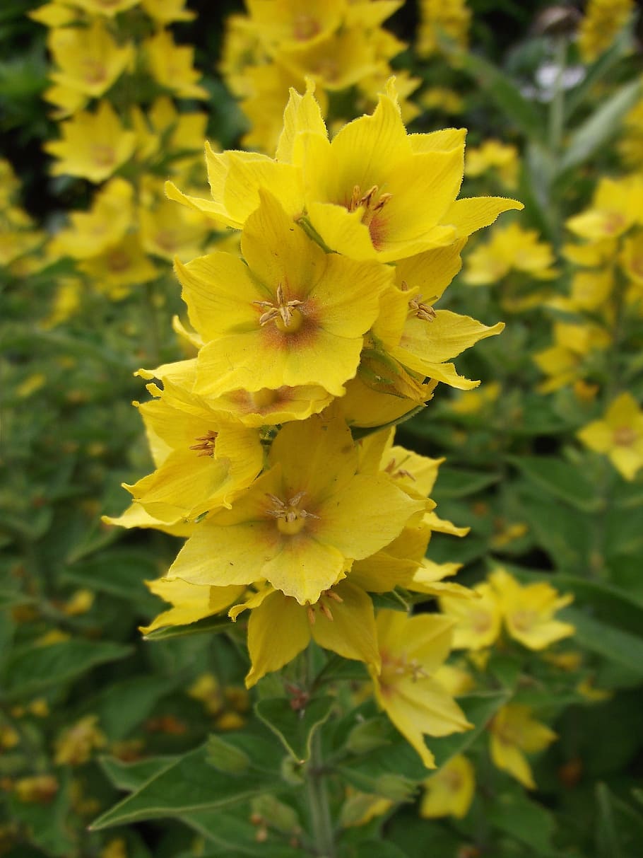 Flower, Macro, Yellow, Public Record, spring, blossom, bloom HD wallpaper