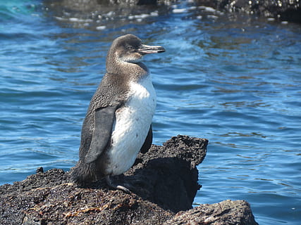 penguin standing on rock, bird, flightless, galapagos, galapagos islands HD wallpaper