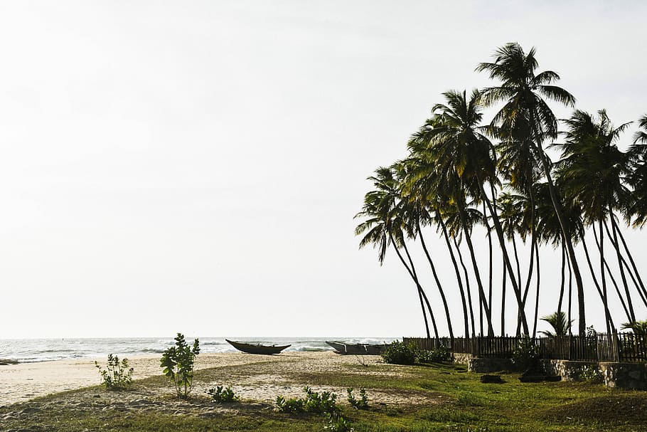 boat on shore near trees and ocean during daytime, green coconut trees HD wallpaper