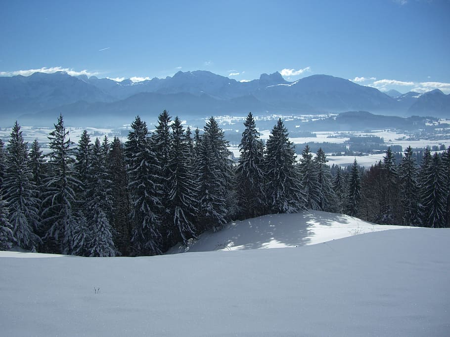 green pine trees on white snow, alpine panorama, aggenstein HD wallpaper