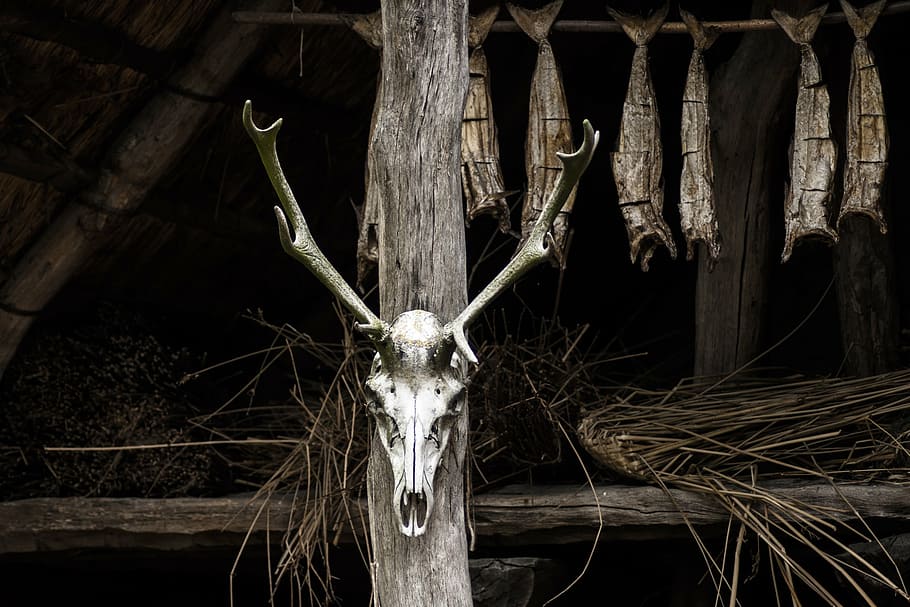 animal head mounted on brown wood, skull, skeleton, dark, death HD wallpaper
