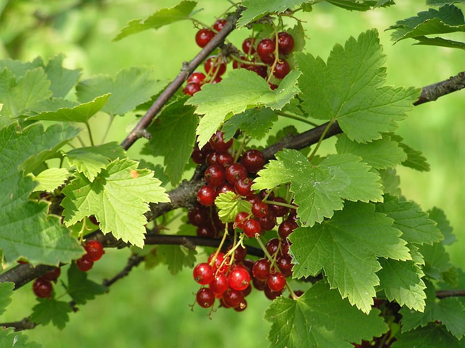 currant, red currant, berry, garden, leaf, food and drink, plant part HD wallpaper