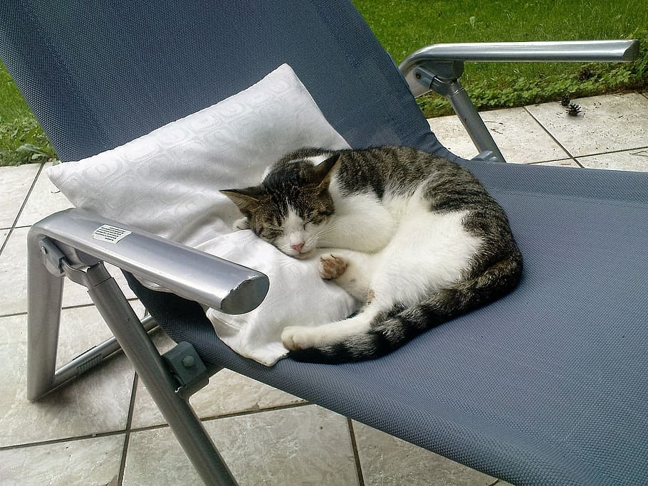 cat, deck chair, terrace, sleep, domestic, pets, domestic cat HD wallpaper