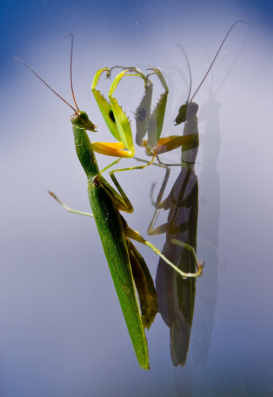 110+ Praying Mantis HD Wallpapers and Backgrounds