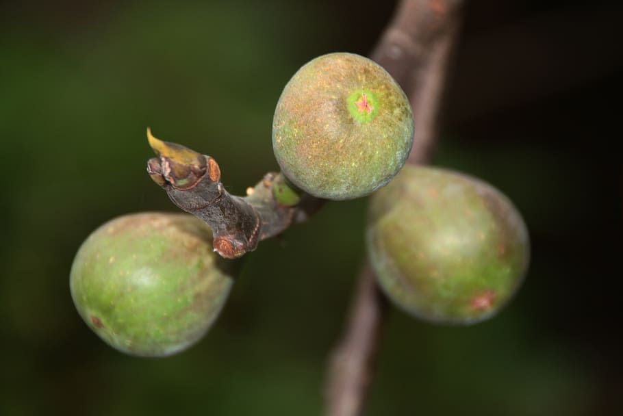 fig tree, branch, nature, green, fruit, close-up, healthy eating HD wallpaper
