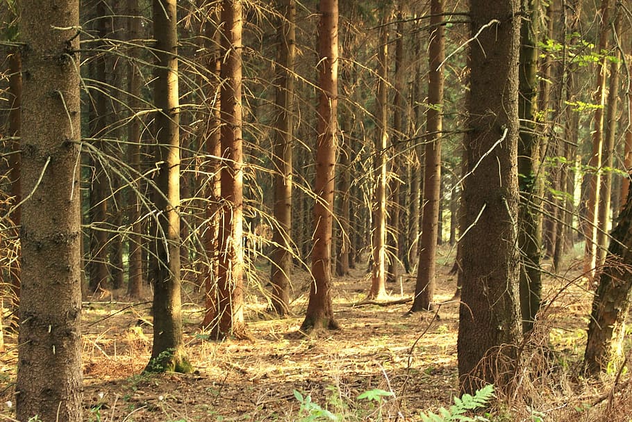 forest, trees, nature, land, plant, tree trunk, growth, tranquility HD wallpaper