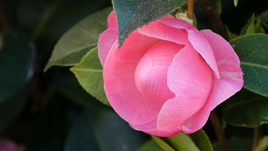 flower, plant, nature, leaf, flowering plant, pink color, freshness HD wallpaper