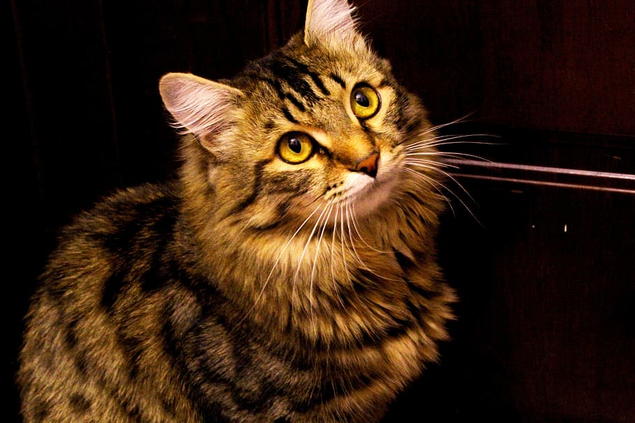 cat, animals, cute, darling, pets, domestic, mammal, one animal HD wallpaper