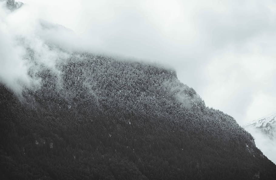 foggy mountain, aerial photography of foggy mountain, snow, pine, HD wallpaper