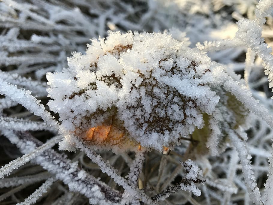frost, wintry, cold, hoarfrost, icy, winter magic, snow, ice HD wallpaper