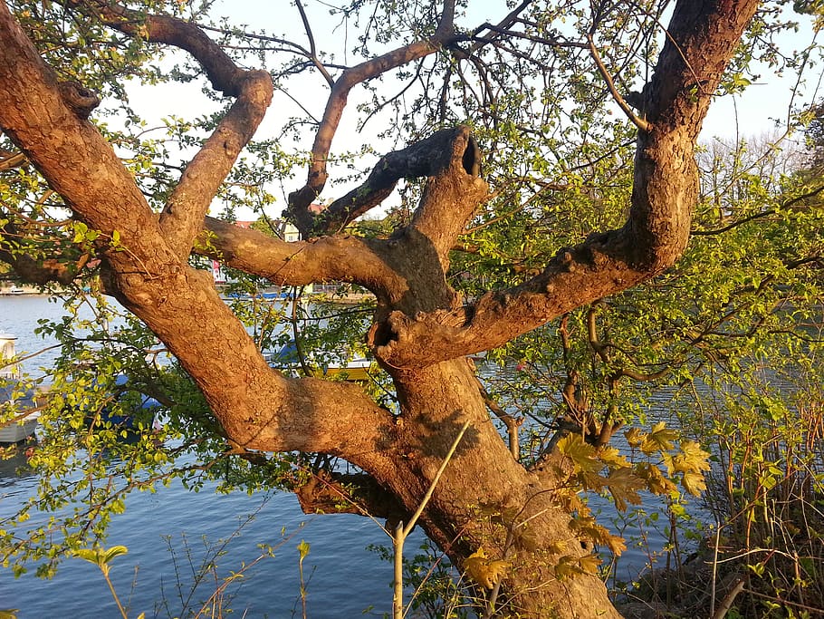 tree, gnarled, tribe, log, nature, crooked, branches, wood HD wallpaper