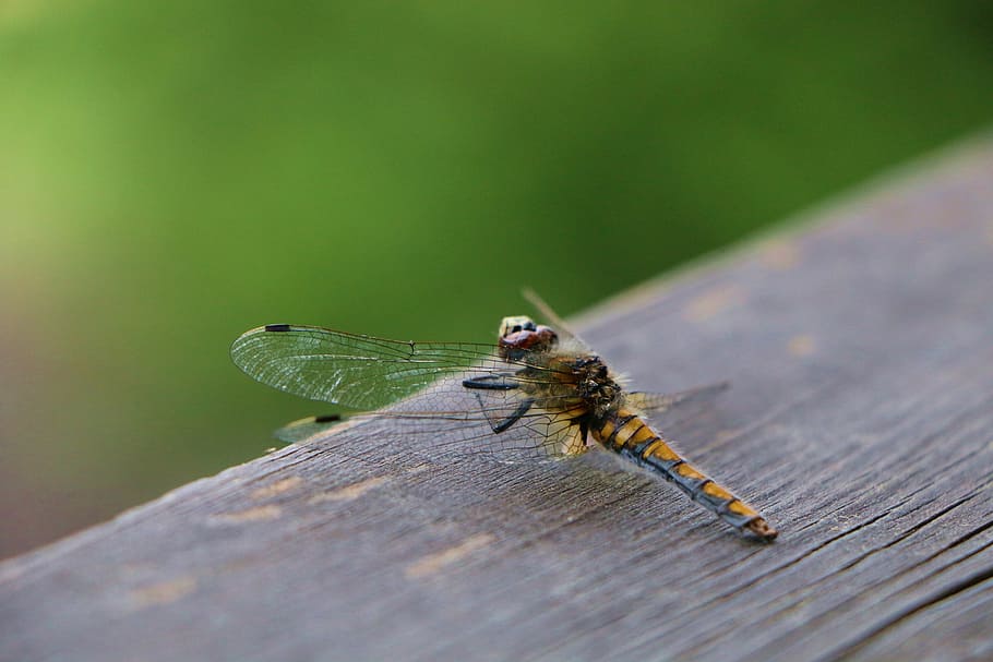 dragonfly, green, insect, macro, nature, close, animal themes HD wallpaper