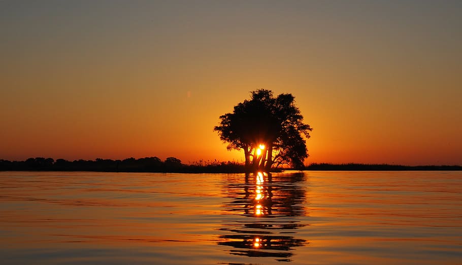 golden hour photography of silhouette of a tree next to body of water HD wallpaper