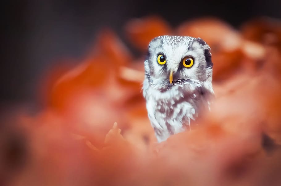 owlet, bird, bokeh, nature, orange, branch, autumn, red, leaves HD wallpaper