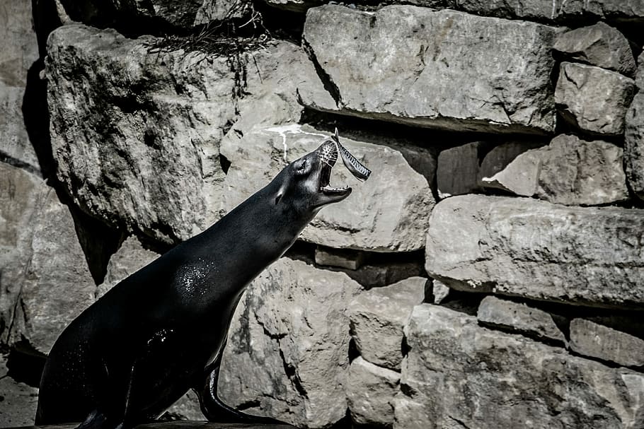 sea lion about to catch fish, black sea lion about to catch fish HD wallpaper