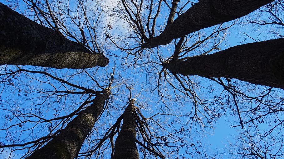 tree, nature, forest, wood, sky, branch, tree trunk, bare tree HD wallpaper