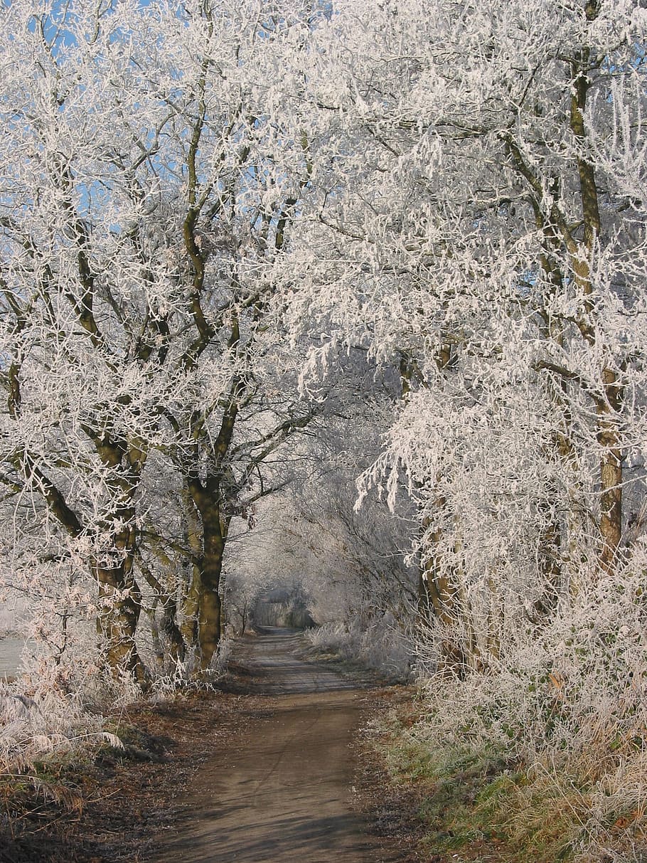 winter, away, trees, winter mood, wintry, hoarfrost, plant HD wallpaper