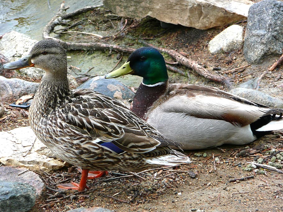 Ducks, Feathered, Animal, Water Birds, wildlife, waterfowl, HD wallpaper