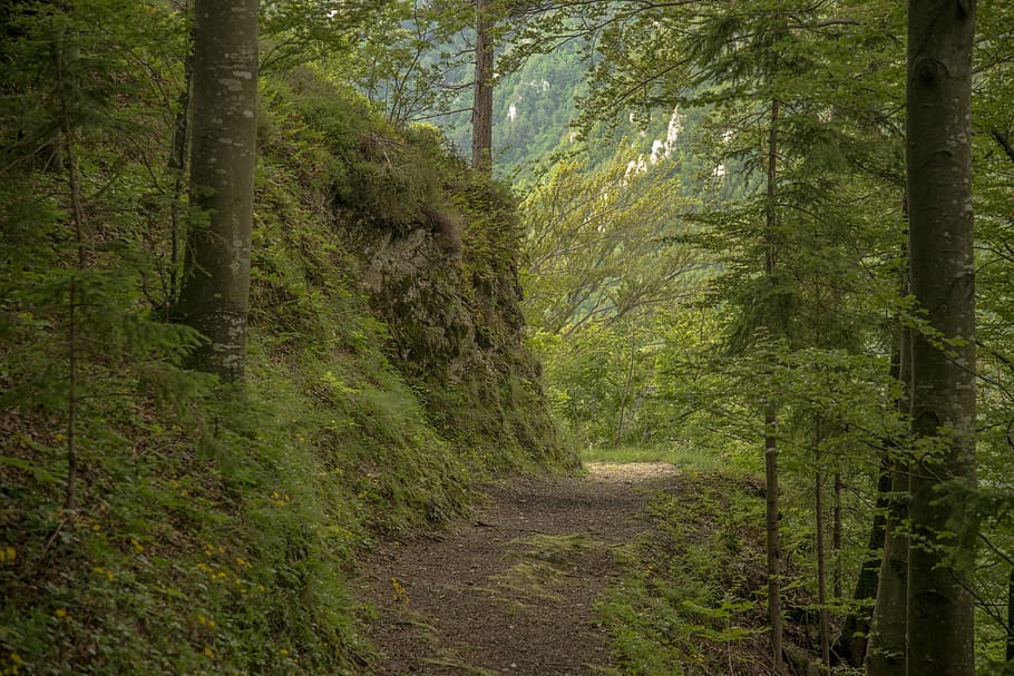 path, forest, nature, green, summer, trail, leaves, plant, tree HD wallpaper
