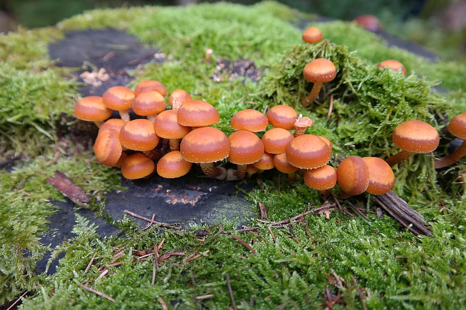 mushrooms, wicked nameko, kuehneromyces mutabilis, galerina mutabilis, HD wallpaper