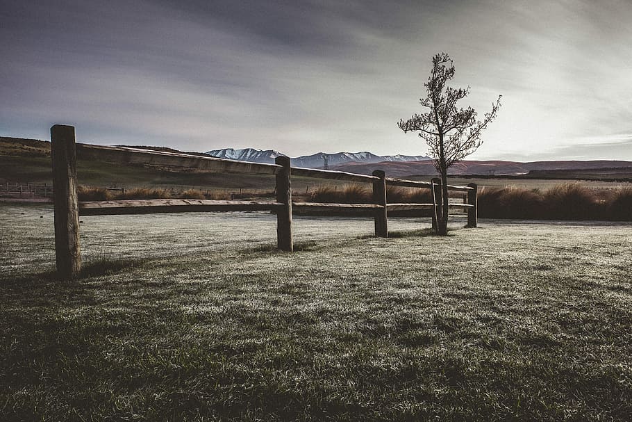 green tree beside brown fence, green leafed tree near brown wooden fence at daytime HD wallpaper