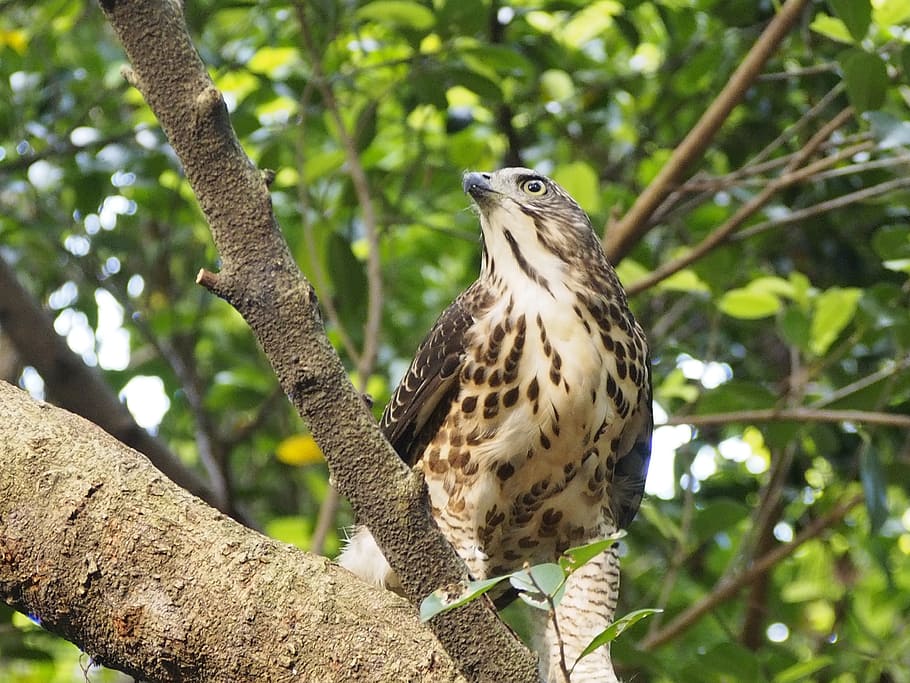 crested, goshawk, 專 note, 獵 food, animals in the wild, animal wildlife HD wallpaper