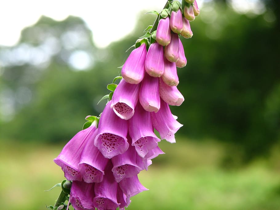 thimble, bloom, grow, flower, green, pink, nature, plant, atmosphere HD wallpaper