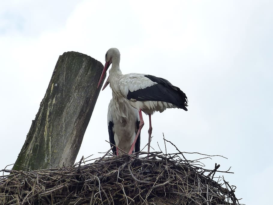 bird, nature, storks, animals, rattle stork, birds, nest, storchennest HD wallpaper