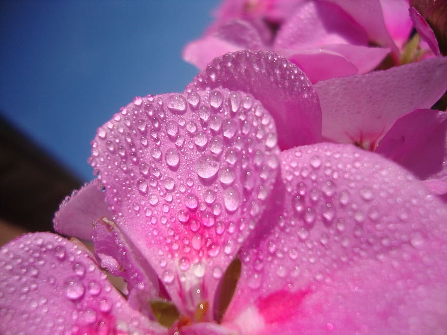 Flower, Water, out, pink color, petal, drop, freshness, beauty in nature HD wallpaper