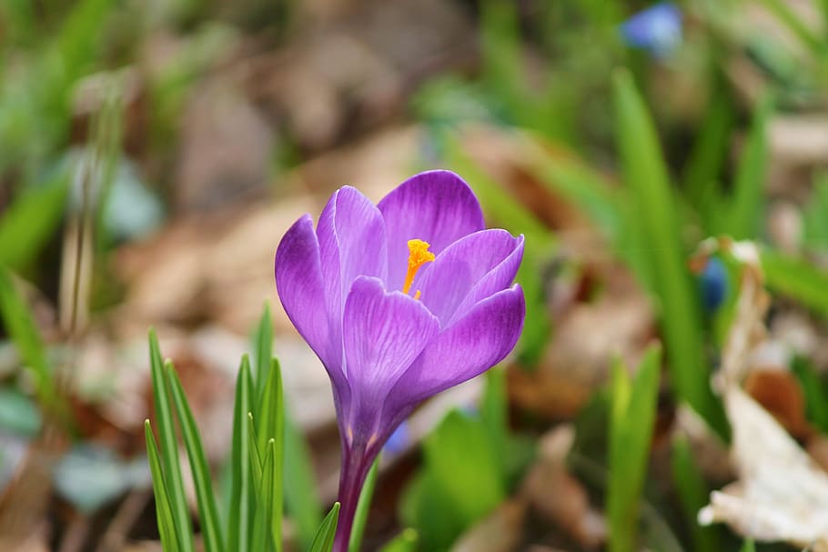 close-up photo of purple crocus flower, spring, lenz, early bloomer HD wallpaper