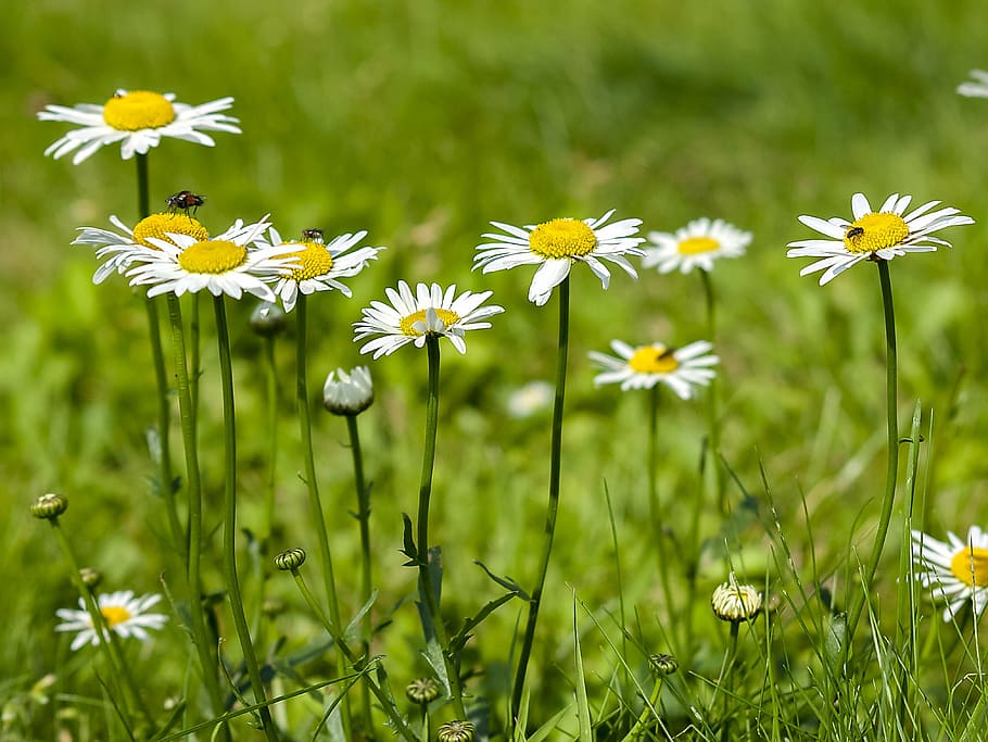 daisy, flower, nature, flowering plant, freshness, beauty in nature HD wallpaper
