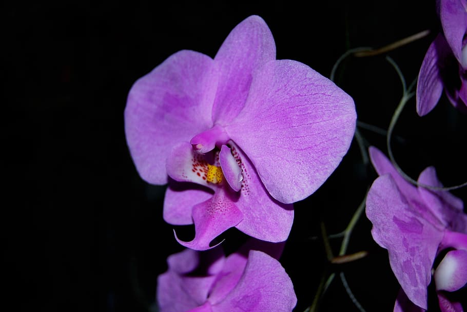 sddsasd, sdsd, sdsds, flowering plant, petal, beauty in nature HD wallpaper