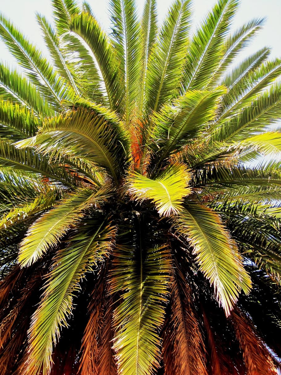 palm, trees, date palms, flora, foliage, greenery, leafy, leaves HD wallpaper