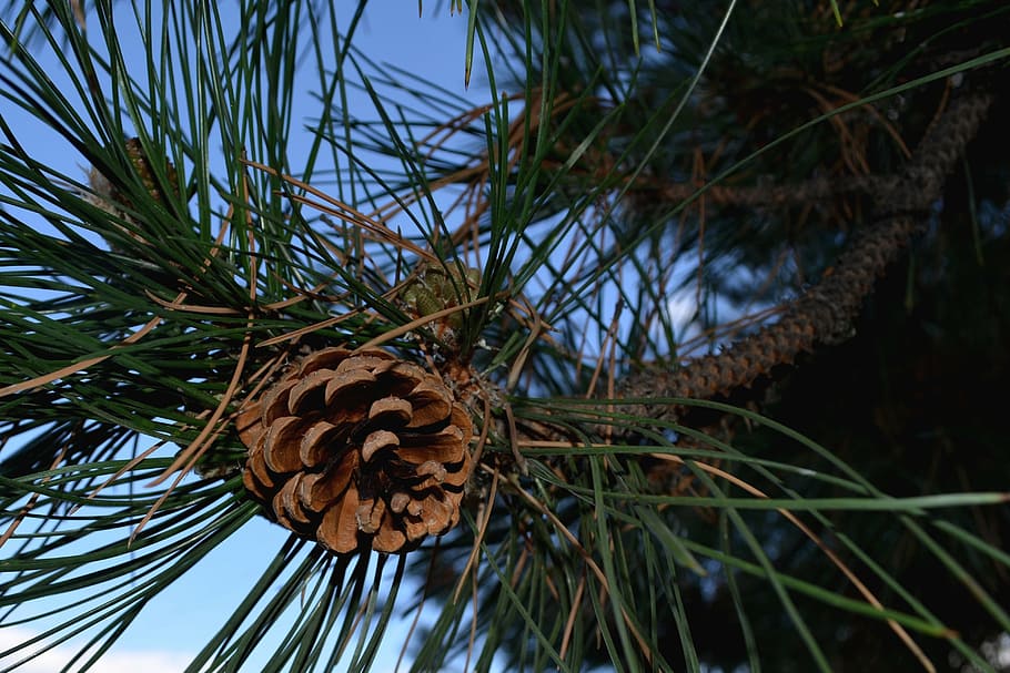 pinecone, tree, evergreen, fir, nature, decoration, branch HD wallpaper