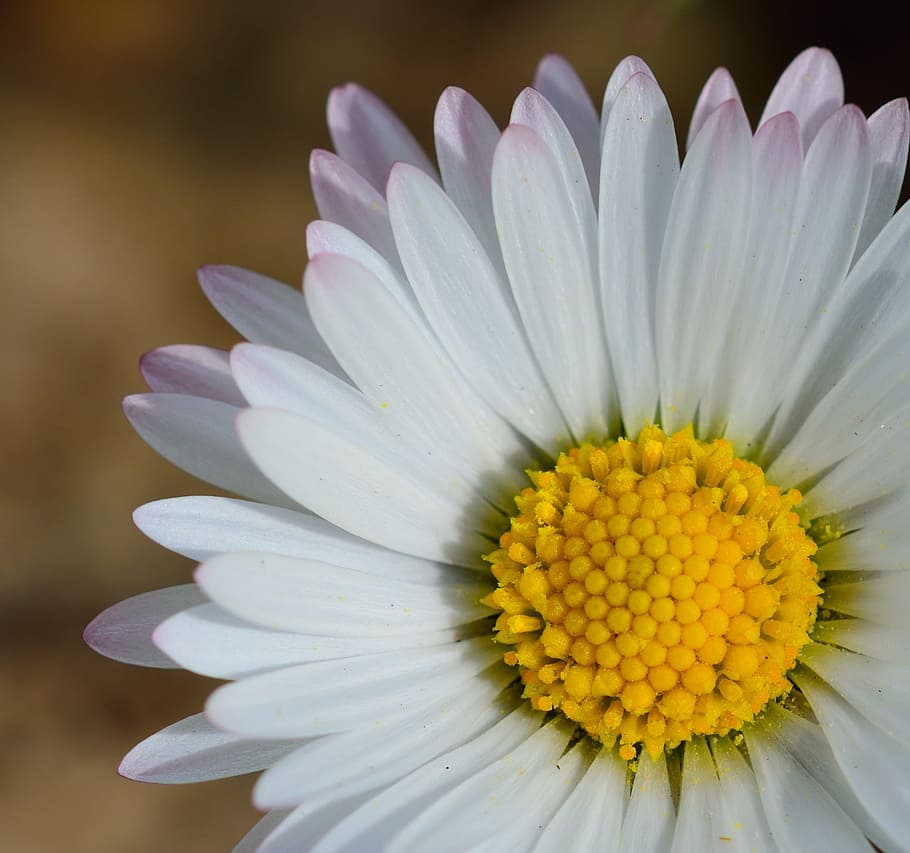blossom, bloom, flower, close, plant, nature, white, yellow HD wallpaper