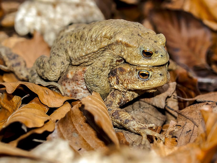 Common Toad, Amphibians, Nature, animal, animal wildlife, animals in the wild HD wallpaper