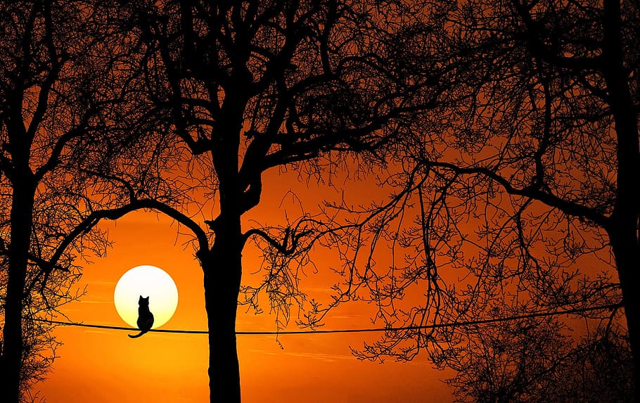 silhouette of a cat sitting on rope near trees, sunset, dawn