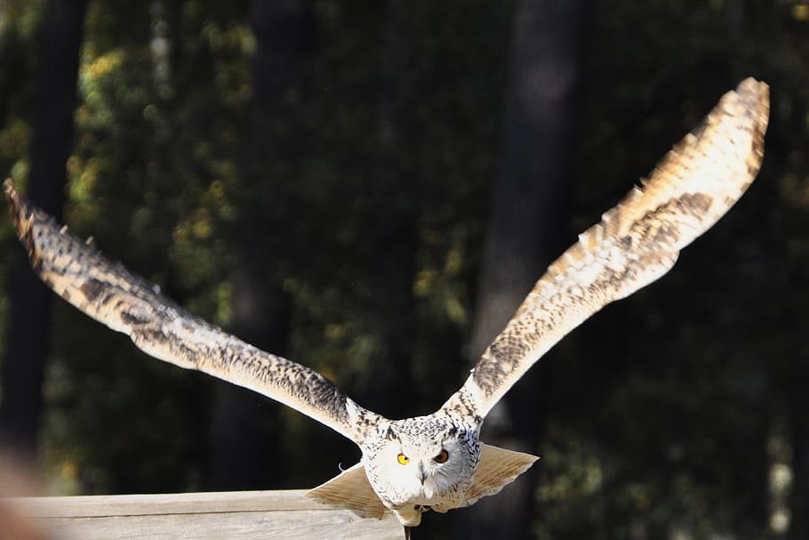 selective focus photography of gray and brown owl, eagle owl HD wallpaper